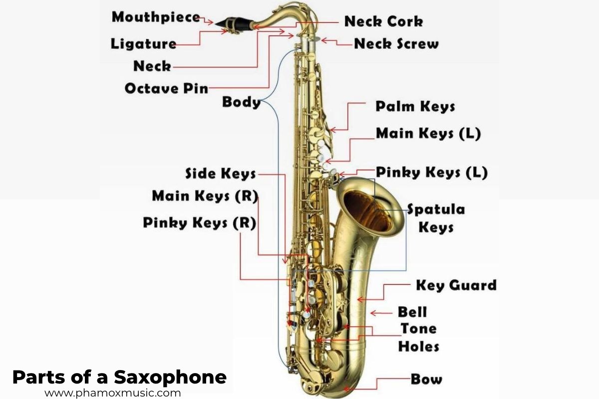 Parts Of a Saxophone You Need To Know Phamox Music